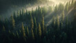 Lush Boreal Forest, Dark green woods misty landscape, old spruce, fir and pine aerial top view 