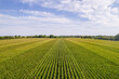 Aerial view top shot of green large field with corn crops at summer day. Agriculture food production, plantation and harvest concept. Above top view of young fresh seedling crops lines