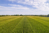 Fototapeta Desenie - Aerial view top shot of green large field with corn crops at summer day. Agriculture food production, plantation and harvest concept. Above top view of young fresh seedling crops lines