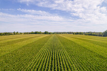 Aerial View Top Shot Of Green Large Field With Corn Crops At Summer Day. Agriculture Food Production, Plantation And Harvest Concept. Above Top View Of Young Fresh Seedling Crops Lines