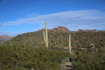 Poster - Desert Landscape