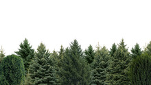 Many Different Coniferous Trees On White Background