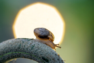 little snail on a grass leaves in close up
