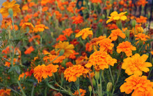 Selective Focus Of Orange Marigold Flowers, Floral Background