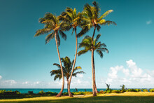 Lonely Palm Tree Landscape