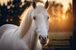 Horse portrait at sunset. Farm animals. Close up picture of a white horse with a white mane. At sunset, a white horse is in a paddock. horse walks in a street paddock. Having horses and raising them