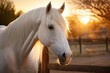 A picture of a horse in the sun at sunset. Close up picture of a white horse with a white mane. At sunset, a white horse is in a paddock. horse walks in a street paddock. Having horses and raising the