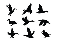 Duck Silhouette Set In Variety Pose
