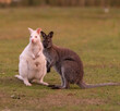 Albino white Wallabies seen here mixing with a grey wallaby often spotted on Bruny island, Tasmania, Australia.