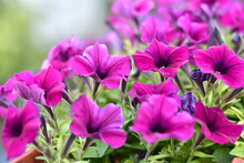 Bright Pink Petunia Flowers With Green Petals