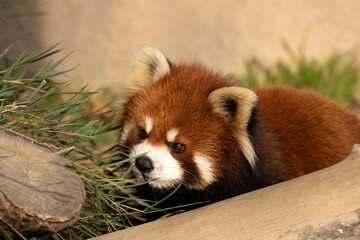 Close up Red Panda, Lesser Panda