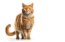 An Orange Tabby Cat Is Standing On White Background. Generative AI.