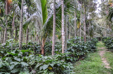 Wall Mural - Coffee plantation integrated with areca nut and coconut in India