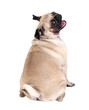 Pug puppy sitting on isolated on transparent background