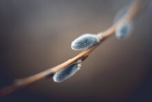 Close-up Of Pussy Willow Buds On Plant Stem
