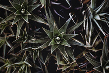 Close-up Of Succulent Plants Growing Outdoors