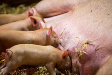 Close-up Of Pig Feeding Piglets