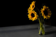 Close-up Of Sunflowers Vase On Table In Darkroom