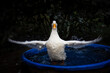 © Cavan Images - White duck flapping wings in wading pool