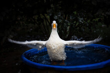 White Duck Flapping Wings In Wading Pool
