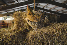 Side View Of Hen Perching On Hay At Barn