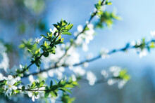 Close-up Of Blossoms Blooming On Branches