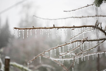 Close-up Of Icicles On Twigs During Winter