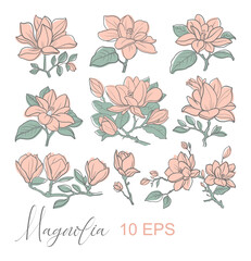 Wall Mural - Vector graphic vintage illustration of a sprig of magnolia flowers