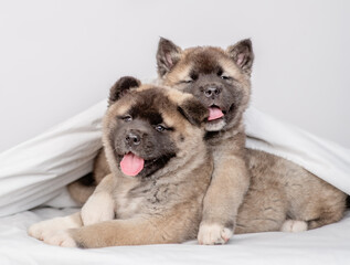 Poster - Two hugging American Akita puppies lies under warm blanket on the bed at home