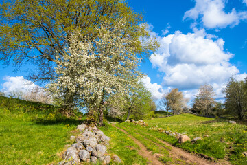 Poster - Rural landscape view with flowering trees in the spring