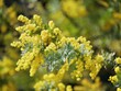 Mimosa ｜ yellow flowers in the garden