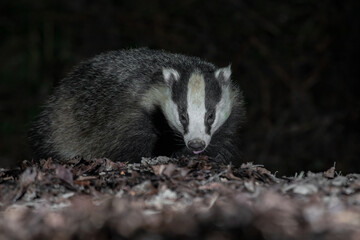 Poster - Close up of the head and face of a badger as it is foraging in the leaves. Taken at night with flash, there is copy space around the animal