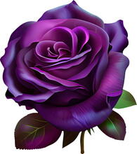 Purple Rose Transparent Background - Generative AI