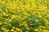 Fototapeta Kosmos - field of yellow dandelions