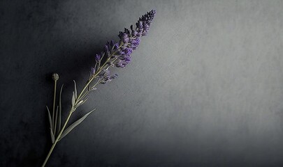  a purple flower is sitting on a black surface with a gray background and a gray wall in the background is a dark room with a gray wall.  generative ai