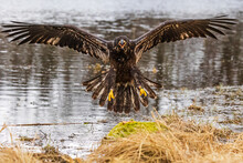 Young Bald Eagle (Haliaeetus Leucocephalus) Lands On The Ground On The Shore Of The Lake