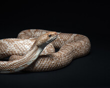 Pantherophis Obsoletus Lindheimeri On Black Background. Texas Rat Snake Portrait. Exotic Pet In Studio