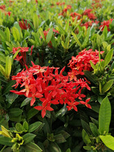 Red Spike Flower,king Ixora Blooming (ixora Chinensis) And Green Leaves As A Background.