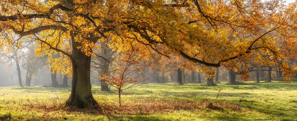 Wall Mural - Beautiful Oak Tree on Clearing in the Forest in Autumn	