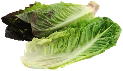 Wall Mural - Fresh Romaine lettuce