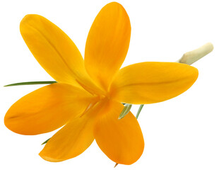 Wall Mural - Yellow Crocus