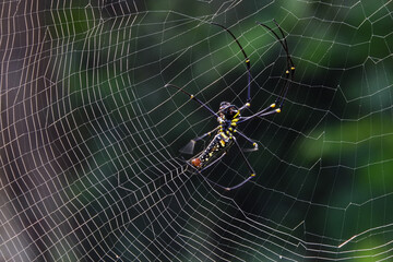 Nephilinae is a subfamily of spiders in the family Araneidae