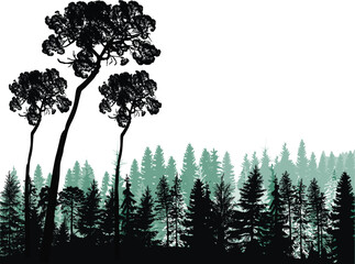 Wall Mural - three high pines in fir trees forest on white