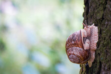 A Grape Snail Crawls Up The Trunk Of A Tree. Vegetable, Garden Pest. Close-up