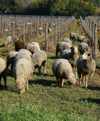 Wall Mural - troupeau de moutons dans les vignes