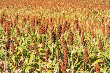 Wall Mural - Millet or Sorghum an important cereal crop in field