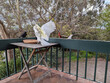 A sulphur crested cockatoo agressively protecting a food source from a magpie at a feeding table in the suburbs of Canberra, ACT, Australia.
