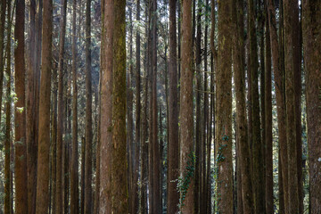 Wall Mural - green forest at alishan national forest recreation area