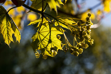 Thin maple foliage in sunlight in spring season