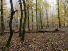 View Into A Foggy Autumn Forest With Crooked Oaks